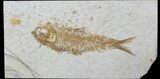 Bargain, Fossil Fish (Knightia) - Wyoming #88544-1